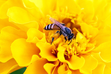 bee on Yellow flower ,petals in multiple layers