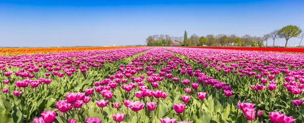 Foto op Aluminium Panorama of a purple tulips field in Noordoostpolder, Netherlands © venemama