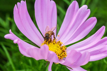 bee on pink flower ,petals in multiple layers