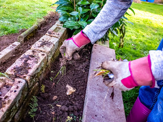 Naklejka premium Unidentifiable gardener weeding a flower bed by hand. Selective focus on the far hand with the closest hand in soft focus