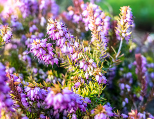  Selective, close and shallow focus on a selection of flowers of a pink heather plant