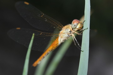 Dragonflies perch on the leaves | Dragonfly
