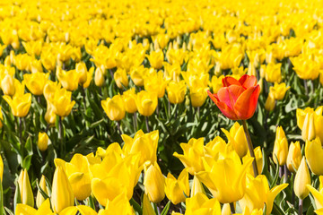 Single red tulip in a field of yellow tulips in Holland
