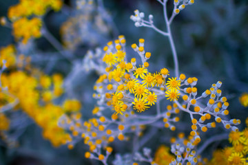Tanacetum daisy vibrant yellow flowers with blue gray stems and leaves, colorful floral close up