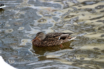 duck in water