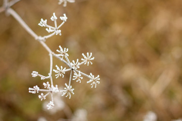 Naklejka premium Winter landscape.Winter scene .Frozenned flower selective focus