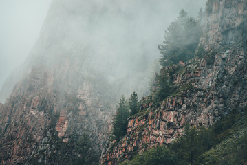 Fototapeta premium Mystery dramatic view to coniferous trees on rocky mountain in dense fog. Low clouds near high rock with forest. Ghostly foggy landscape with big rocks in clouds. Gloomy atmospheric misty scenery.