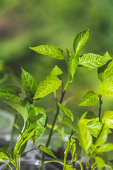 Young seedlings of pepper in the greenhouse. SAnny day, shallow depth of the field, the concept of growing a biologically pure product