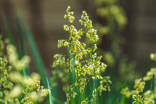 Hierochloe is a genus of plants in the grass family known generally as sweetgrass. Sunny day in the garden, shallow depth of the field, copy space.