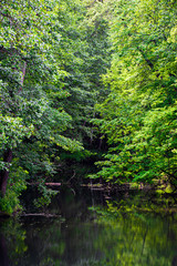 Green forest under water of river