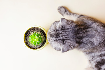 A curious gray Scottish fold cat sits next to a cactus and sniffs it. Top view, flat lay. The...