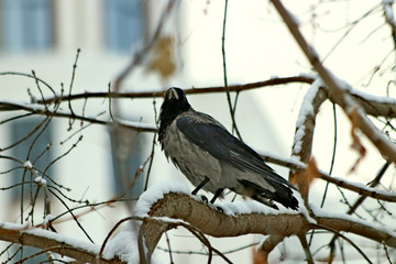 bird on branch