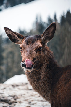 Hirschkuh leckt sich &uuml;ber die Nase