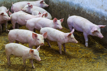 Pig farming