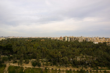 Obraz premium Eche palm grove