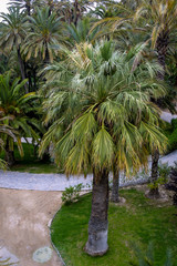 Obraz premium Eche palm grove