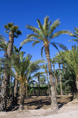 Fototapeta premium Eche palm grove