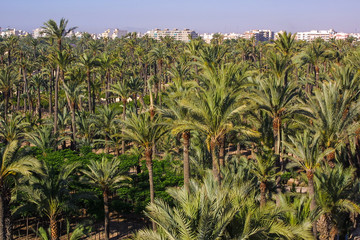 Eche palm grove