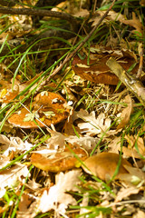 Natural park of Hayedo de Montejo.