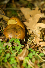 Natural park of Hayedo de Montejo.