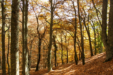 Natural park of Hayedo de Montejo.