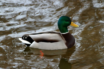 duck in the water