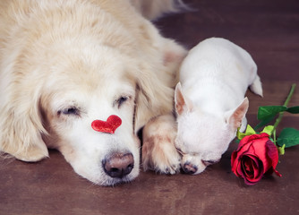 Golden retriever dog with red glitter heart on her nose and white  Chihuahua dog lying down on wooden floor  with red rose.  Valentine's day concept.selective focus on red heart on dog's nose.