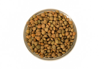 Lentil Pardina, variety of legumes