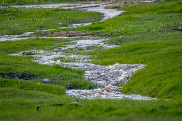 A narrow stream of water in Black Hills National Forest, South Dakota