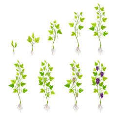 Naklejka premium Grapes Growing Stages from Sprout to Veraison Vector Set