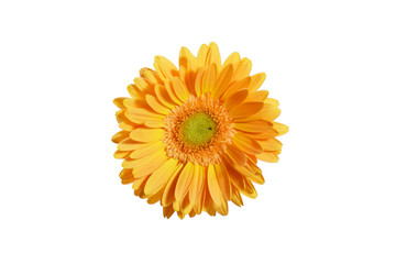 yellow  gerbera daisy flower isolated on white background has clipping path