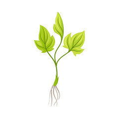 Sprout of Grape Plant with Weak Roots Isolated on White Background Vector Element