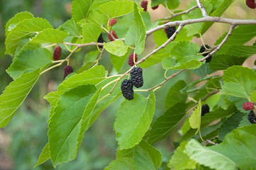 Ripe black mulberry berries on a branch with leaves in the garden. Harvest berries. Green berry...