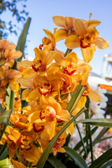 Blooming yellow Cymbidium Orchids in the flowers garden shop, close-up.