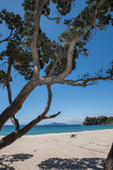 Mangawhai heads. Coast New Zealand. Coast and beach. Pohutukawa Trees. 