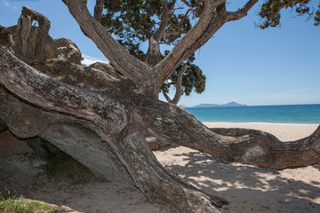 Fototapeta na wymiar Mangawhai heads. Coast New Zealand. Coast and beach. Pohutukawa Trees. 
