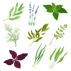 Herbs as Condiment and Food Ingredients Vector Set