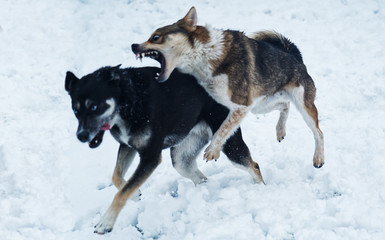 Two dogs fighting in the snow.