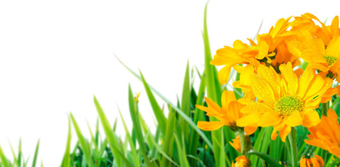Beautiful  flowers blooming in garden.outdoors close-up macro