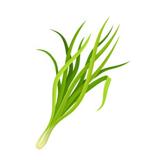 Garlic Twig as Kitchen Herb for Cooking Vector Element