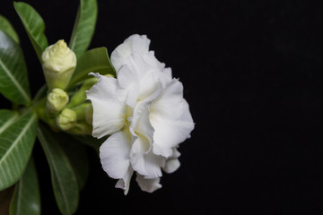 Beautiful flower rose or adenium on black background with copy space. Usefull template for greeting card, invitation. Close up. Selective focus on petals.