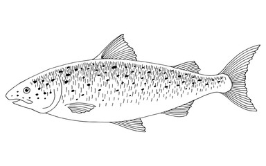 Salmon fish graphic black white isolated illustration vector