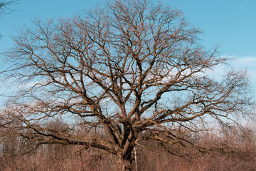 Obraz premium Big old tree with no leaves and a lots of branches