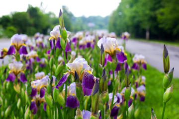 Irises with white and purple petals on a flowerbed by the road_