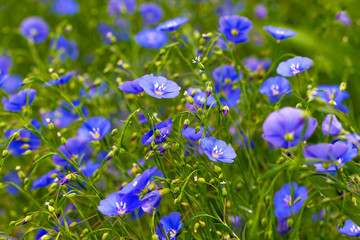 Blue and purple flax flowers among green leaves_