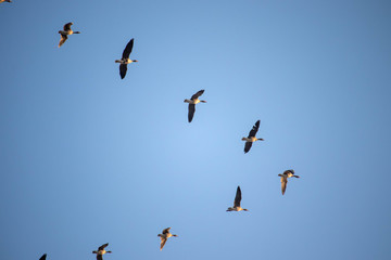A flock of wild geese flying on the blue sky and forming a triangle shape.