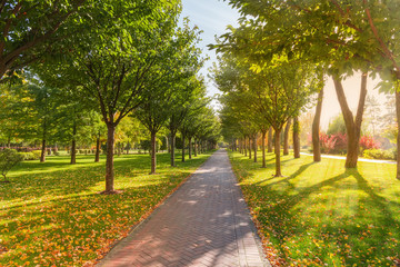 Alley in autumn park with cherry blossom trees on sides