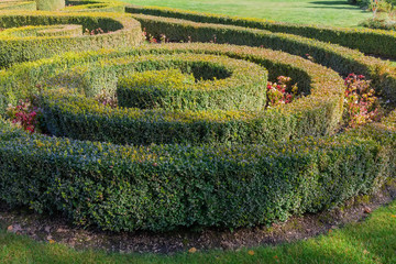 Ornamental trimmed shrubs of boxwood spiral shape in autumn park