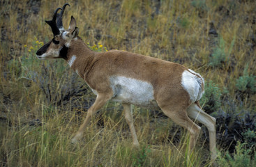 Antilope d'amerique, antilocapra americana, Parc national du Yellowstone, USA