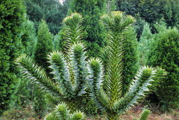 Araucaria, Araucaria araucana